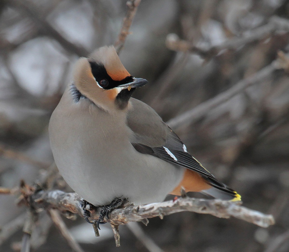 Bohemian Waxwing - ML616373318