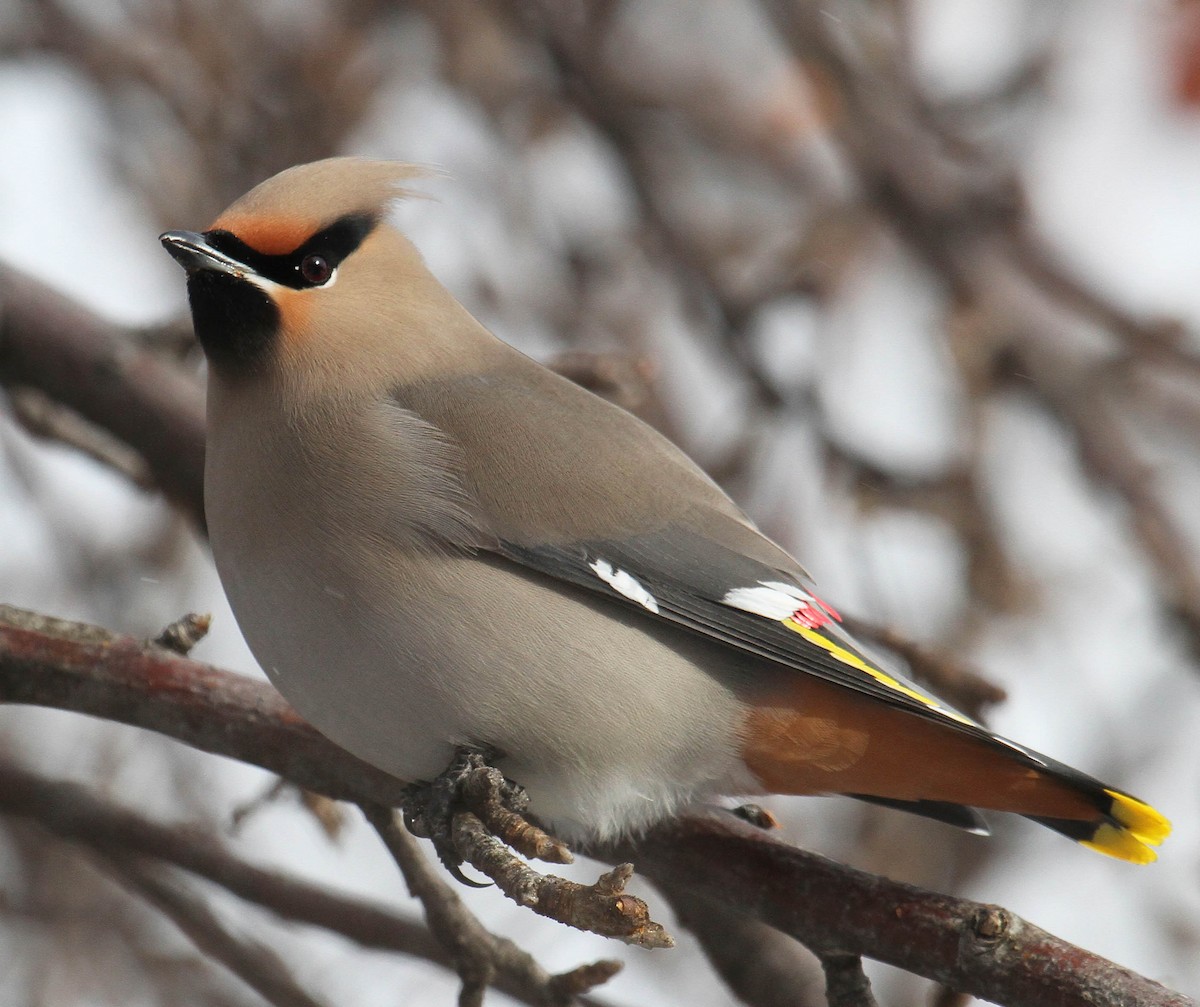 Bohemian Waxwing - ML616373319