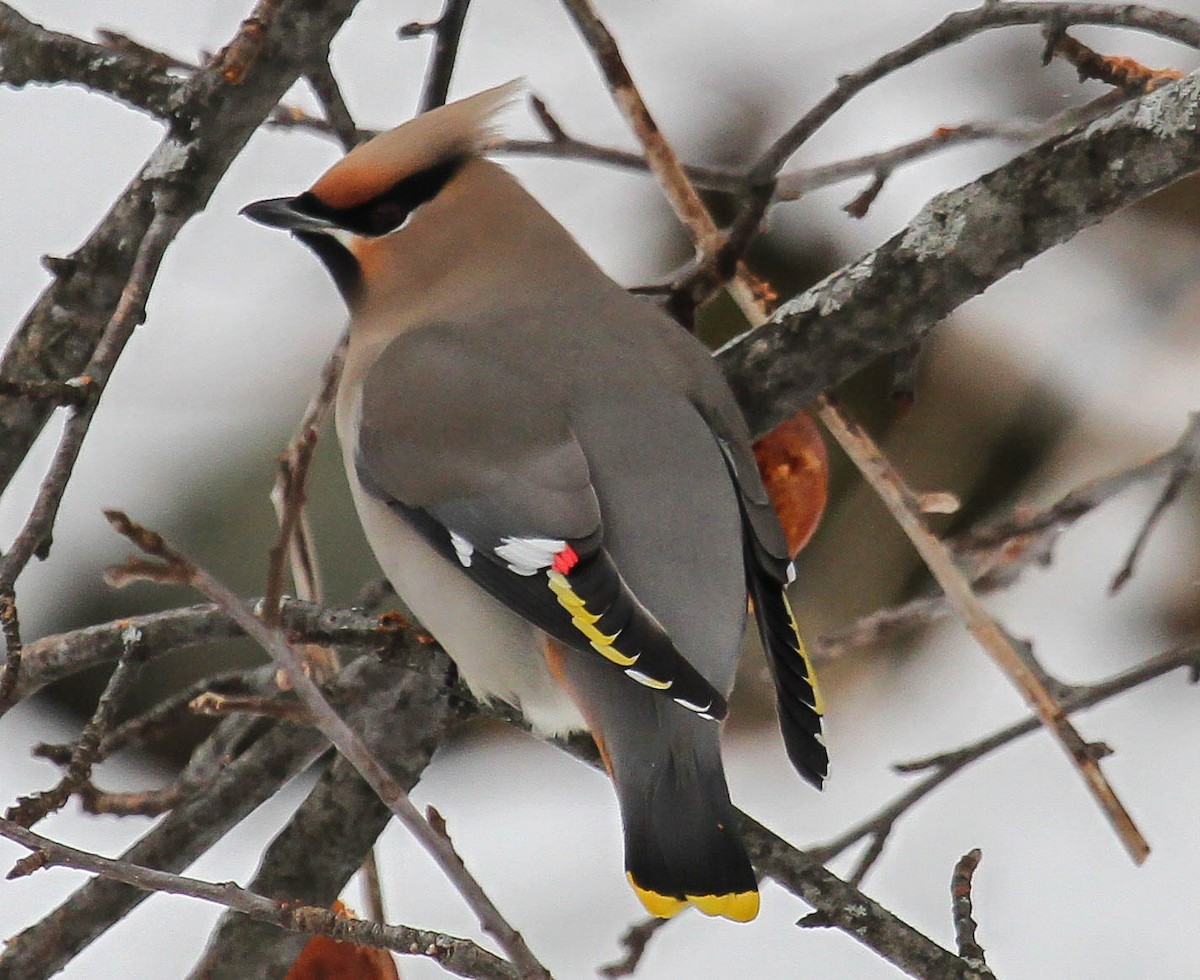 Bohemian Waxwing - ML616373320