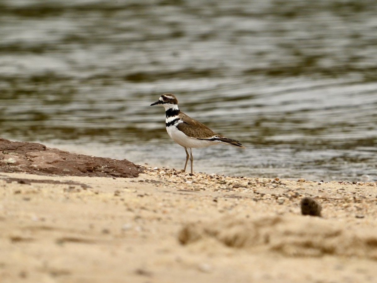 Killdeer - ML616373335