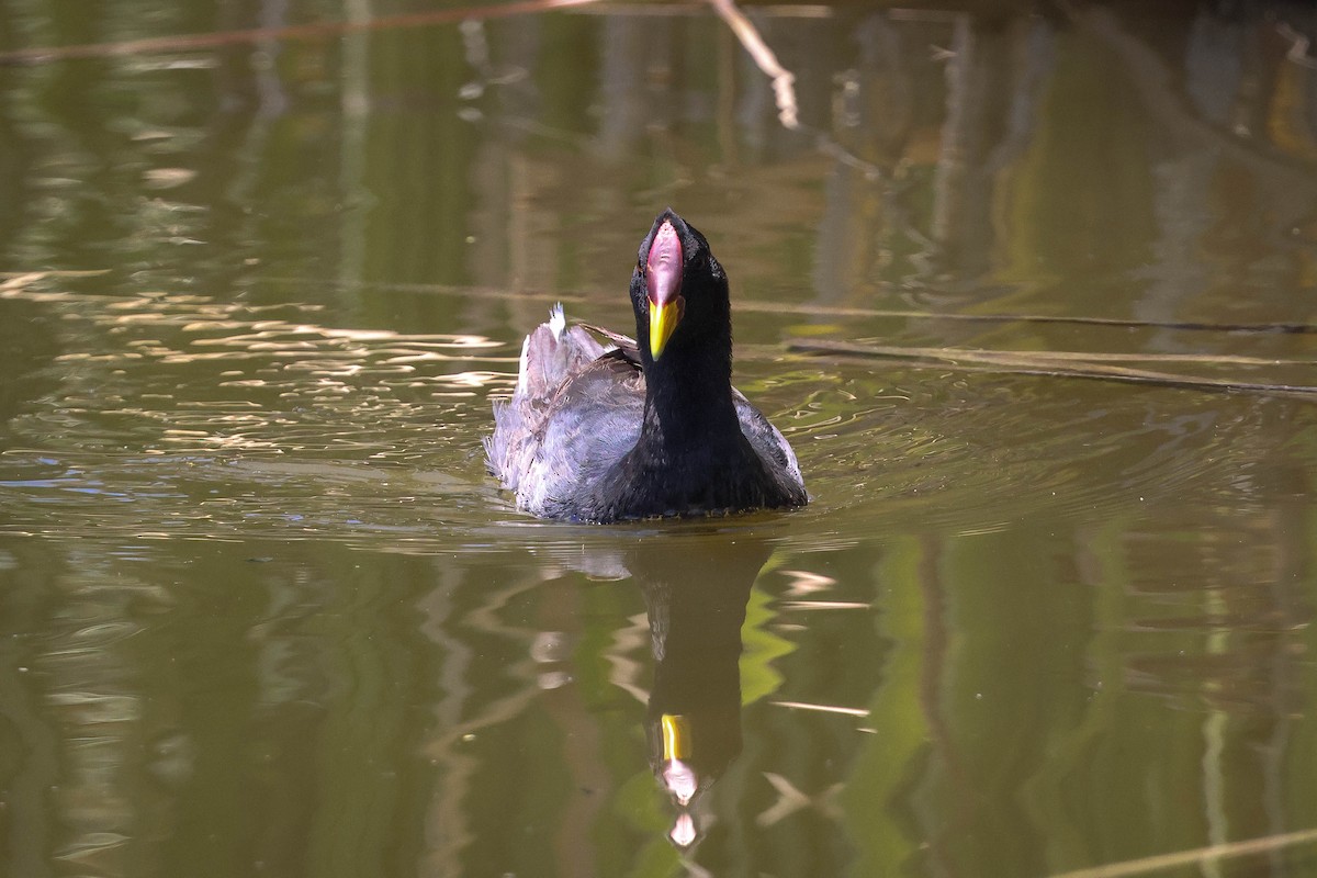 Red-fronted Coot - ML616373353