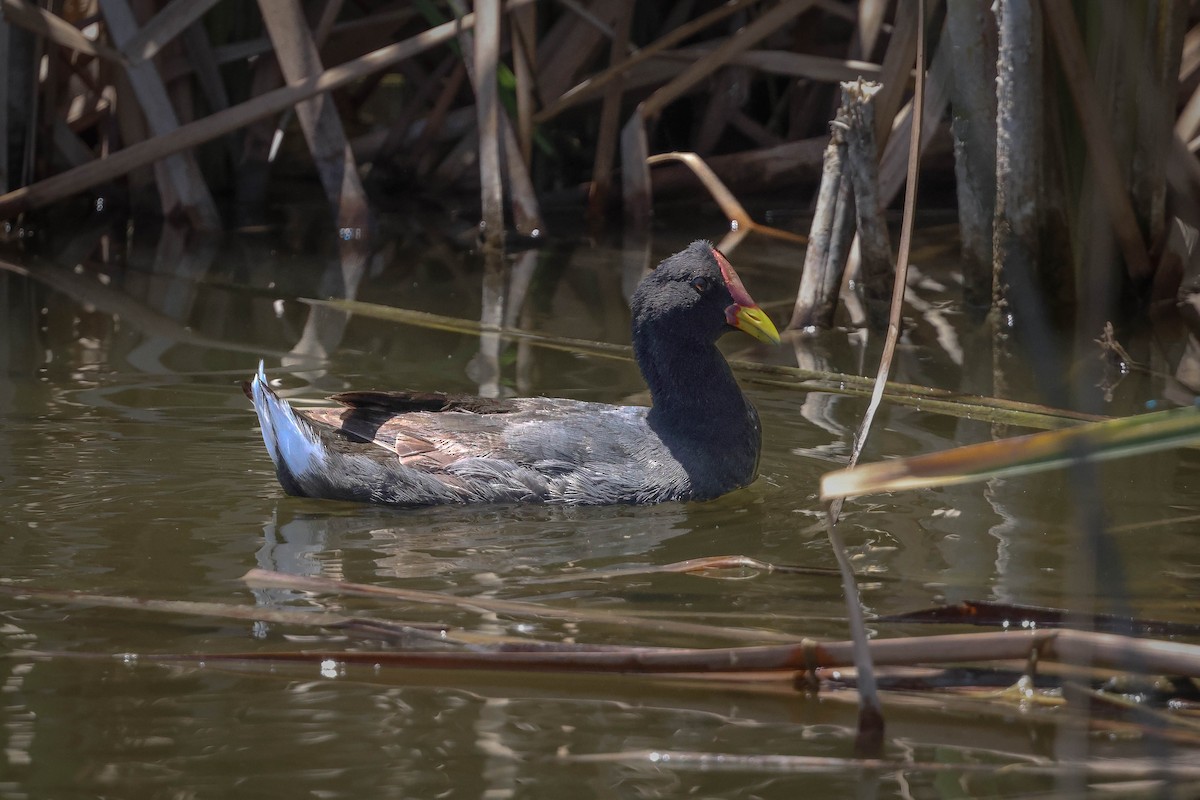Red-fronted Coot - ML616373366