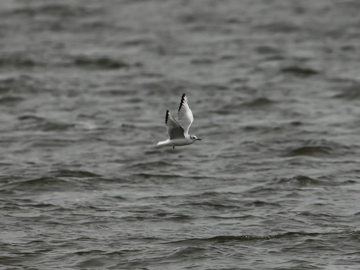 Bonaparte's Gull - ML616373367