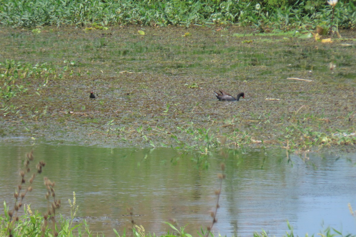 Common Gallinule - ML616373379