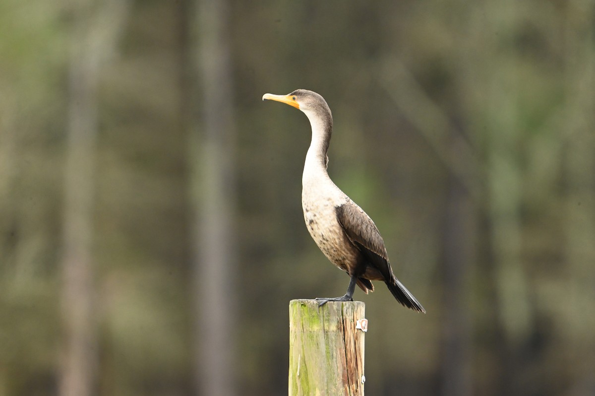 Double-crested Cormorant - ML616373381