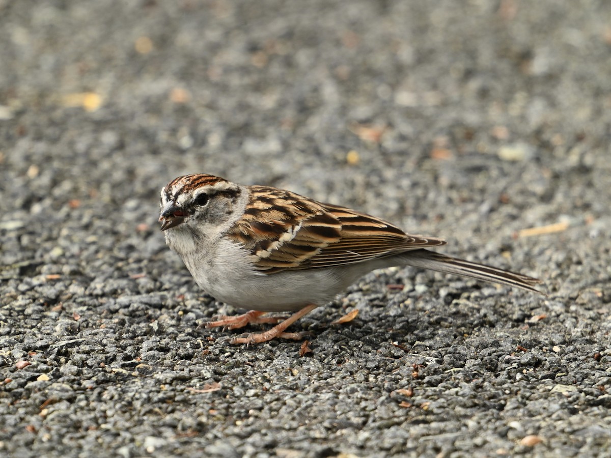 Chipping Sparrow - ML616373417