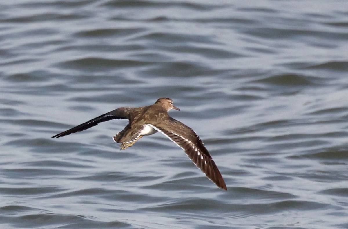 Spotted Sandpiper - Mike Sweet