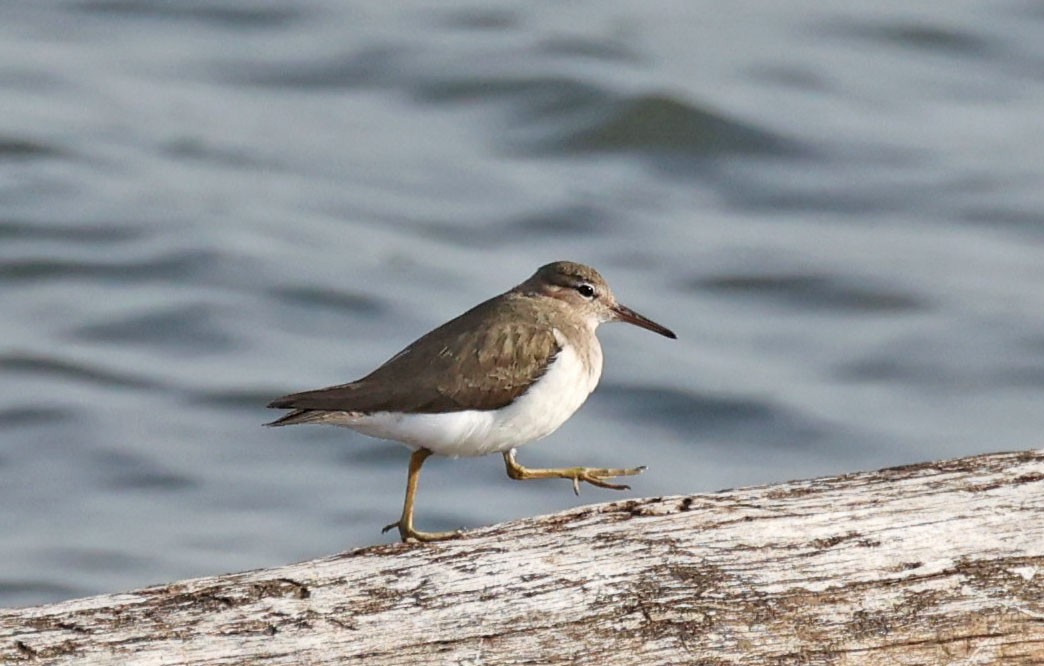 Spotted Sandpiper - Mike Sweet