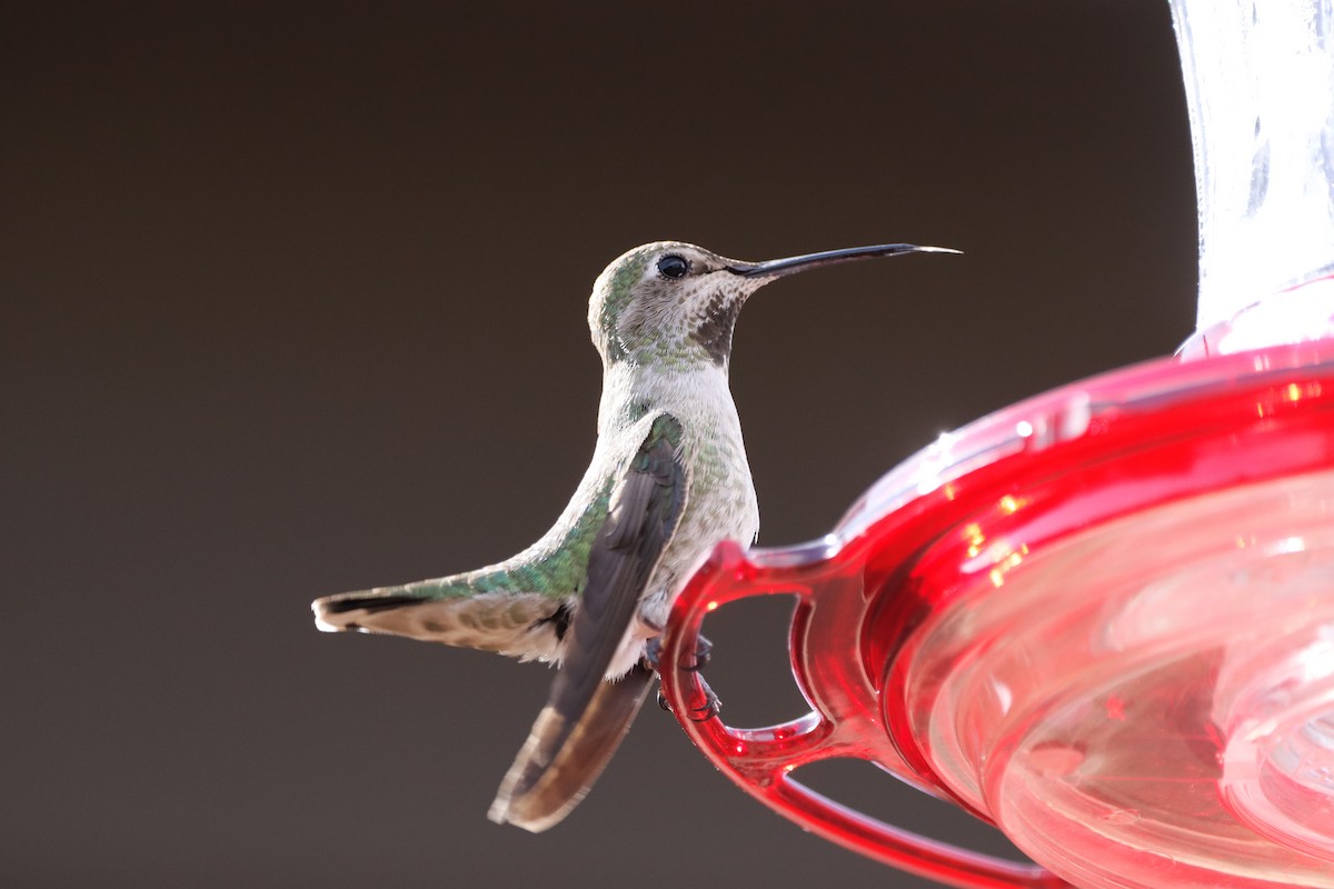 Anna's Hummingbird - ML616373499