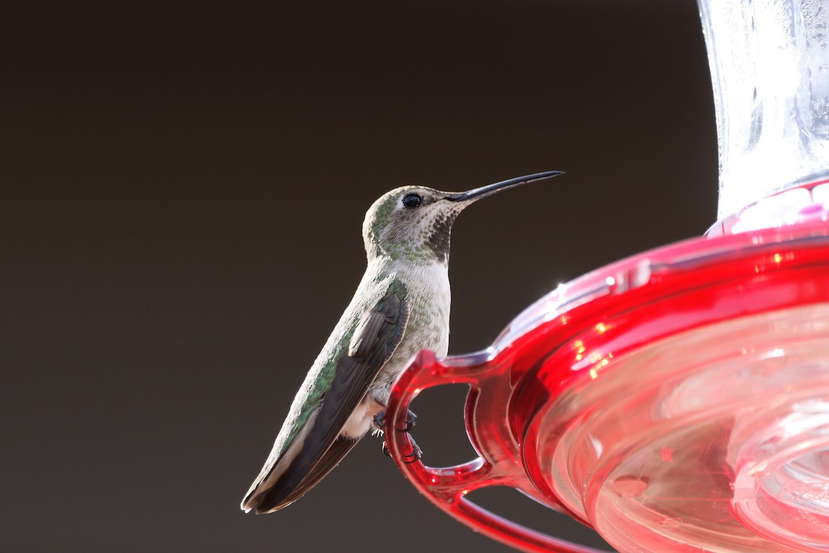 Anna's Hummingbird - Tonie Hansen