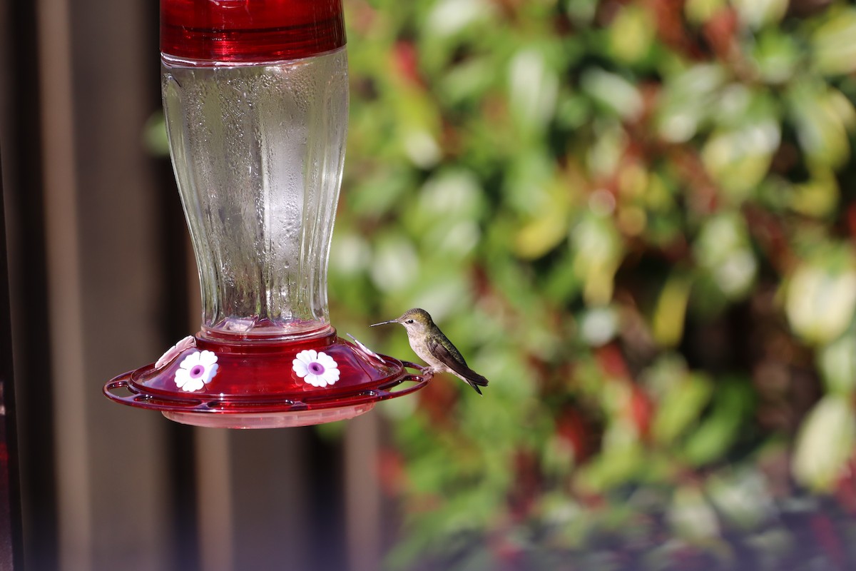 Anna's Hummingbird - ML616373509