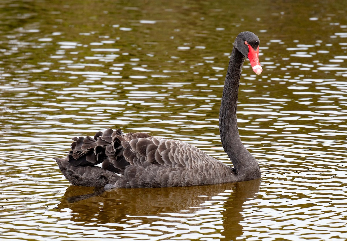 Cygne noir - ML616373510