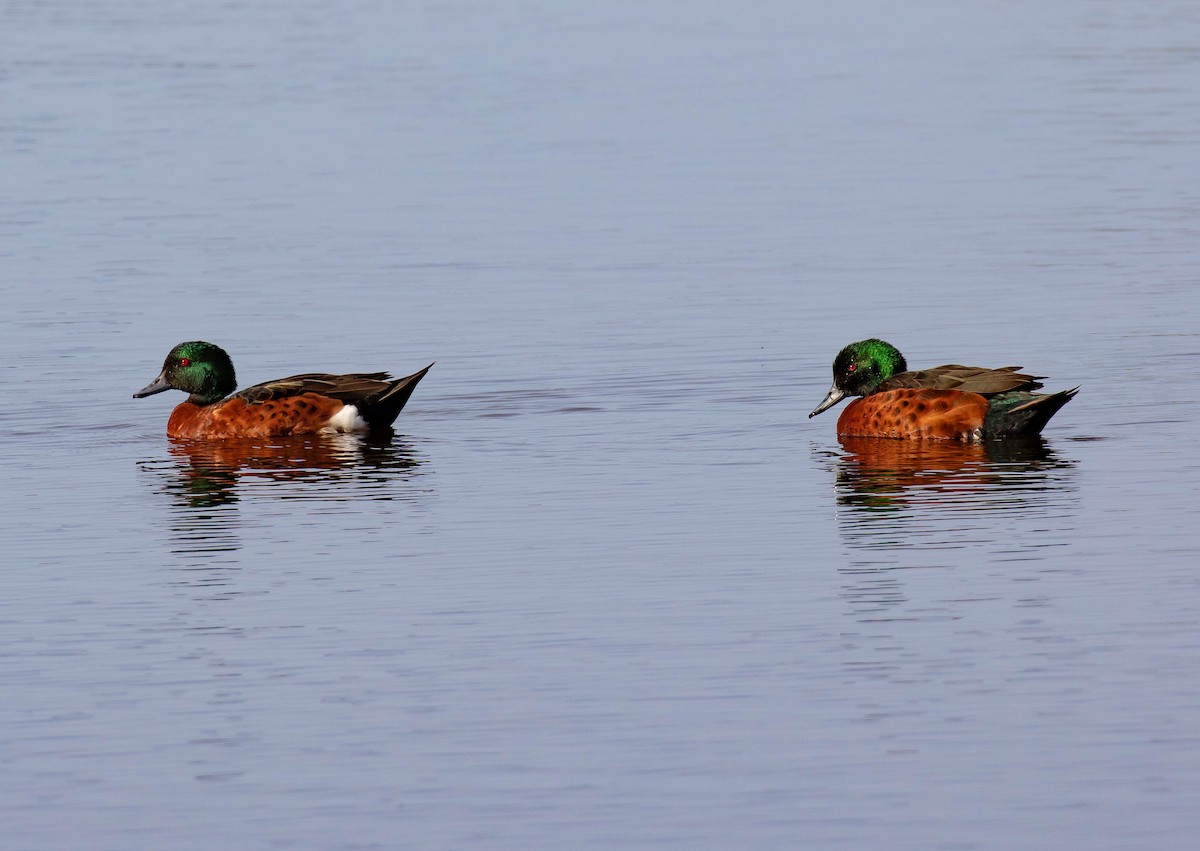 Chestnut Teal - ML616373514