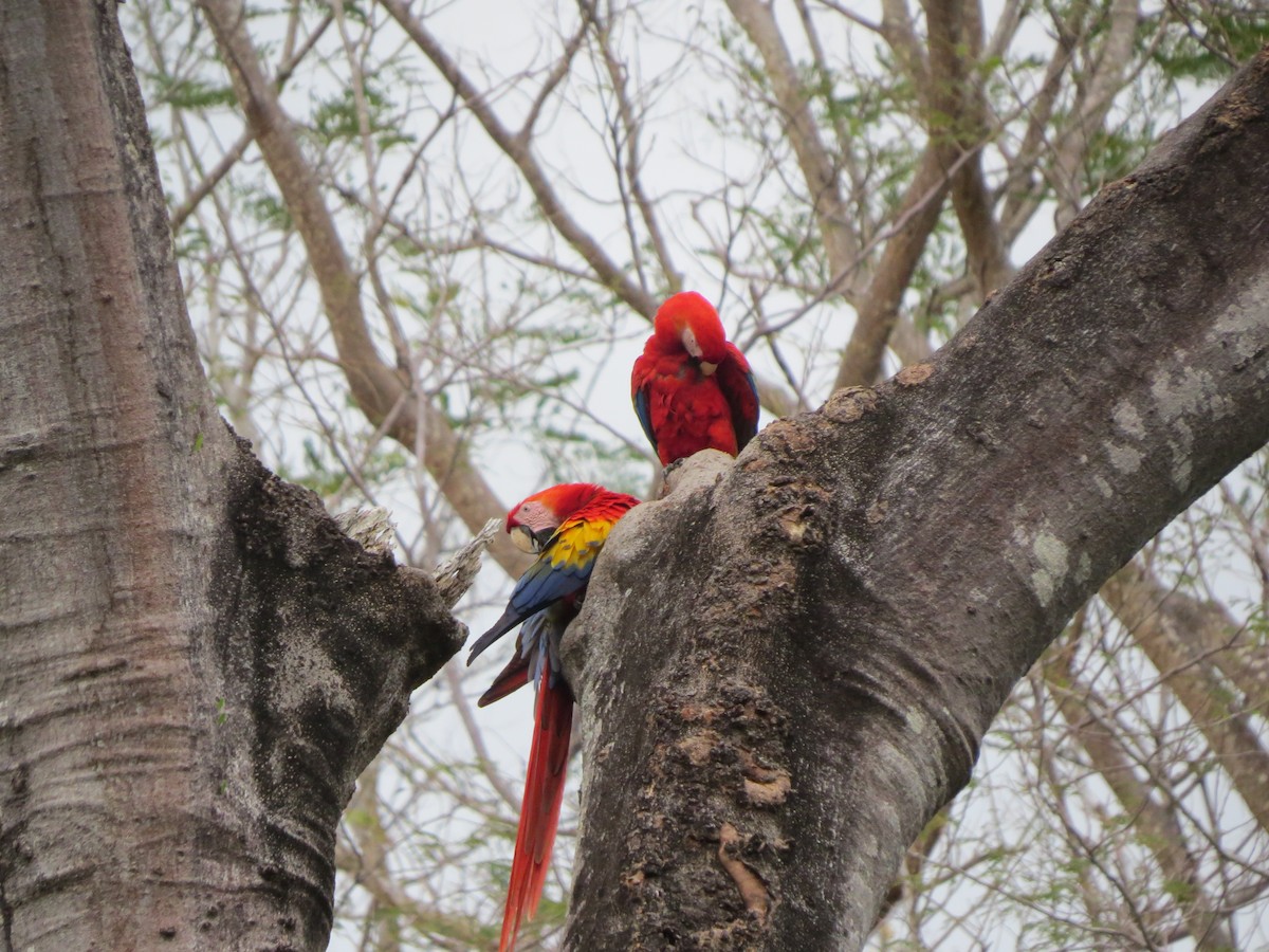 Scarlet Macaw - Melanie Mitchell