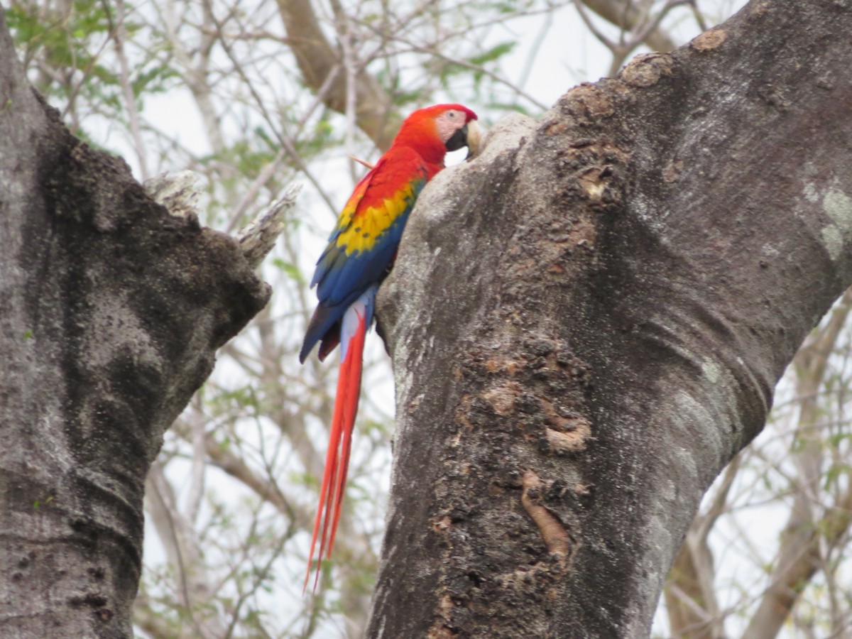 Scarlet Macaw - Melanie Mitchell