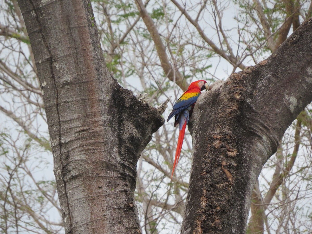 Scarlet Macaw - Melanie Mitchell