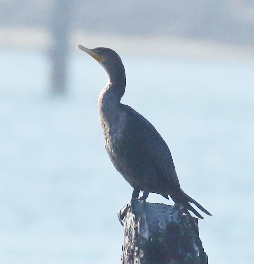 Double-crested Cormorant - ML616373629