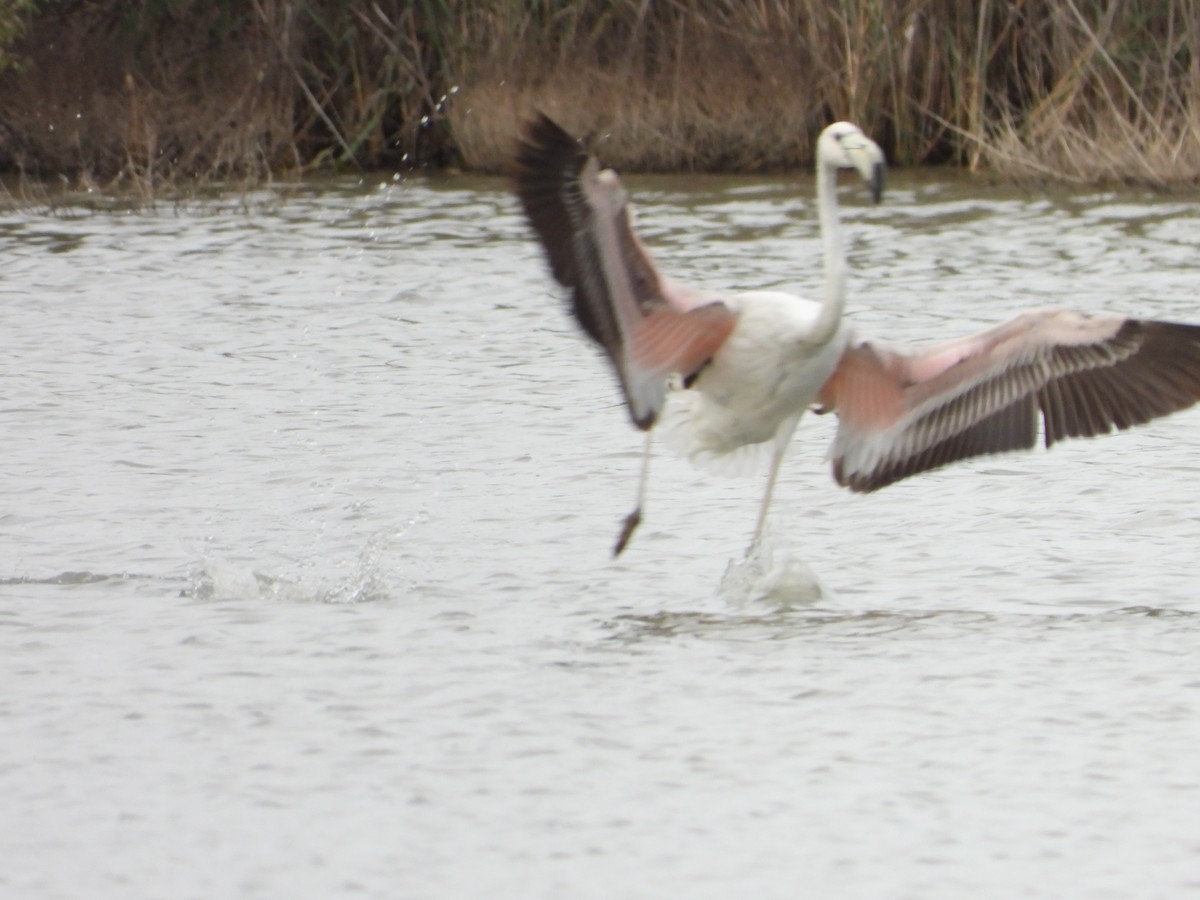 Greater Flamingo - ML616373632