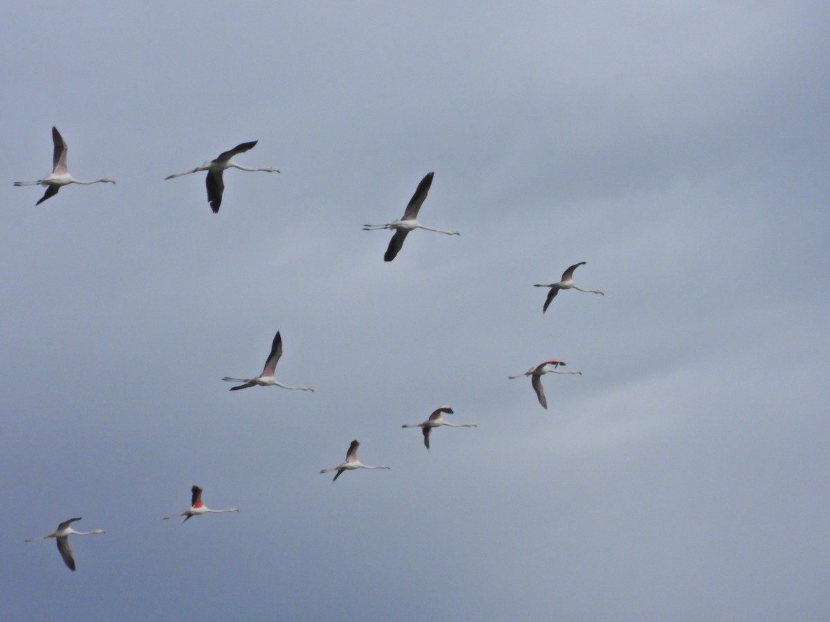 Greater Flamingo - ML616373646