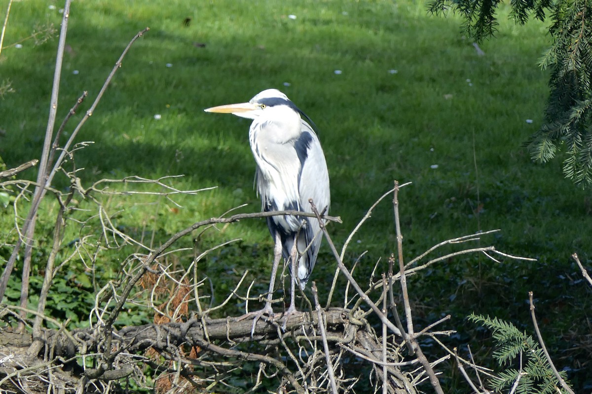 Gray Heron - ML616373722