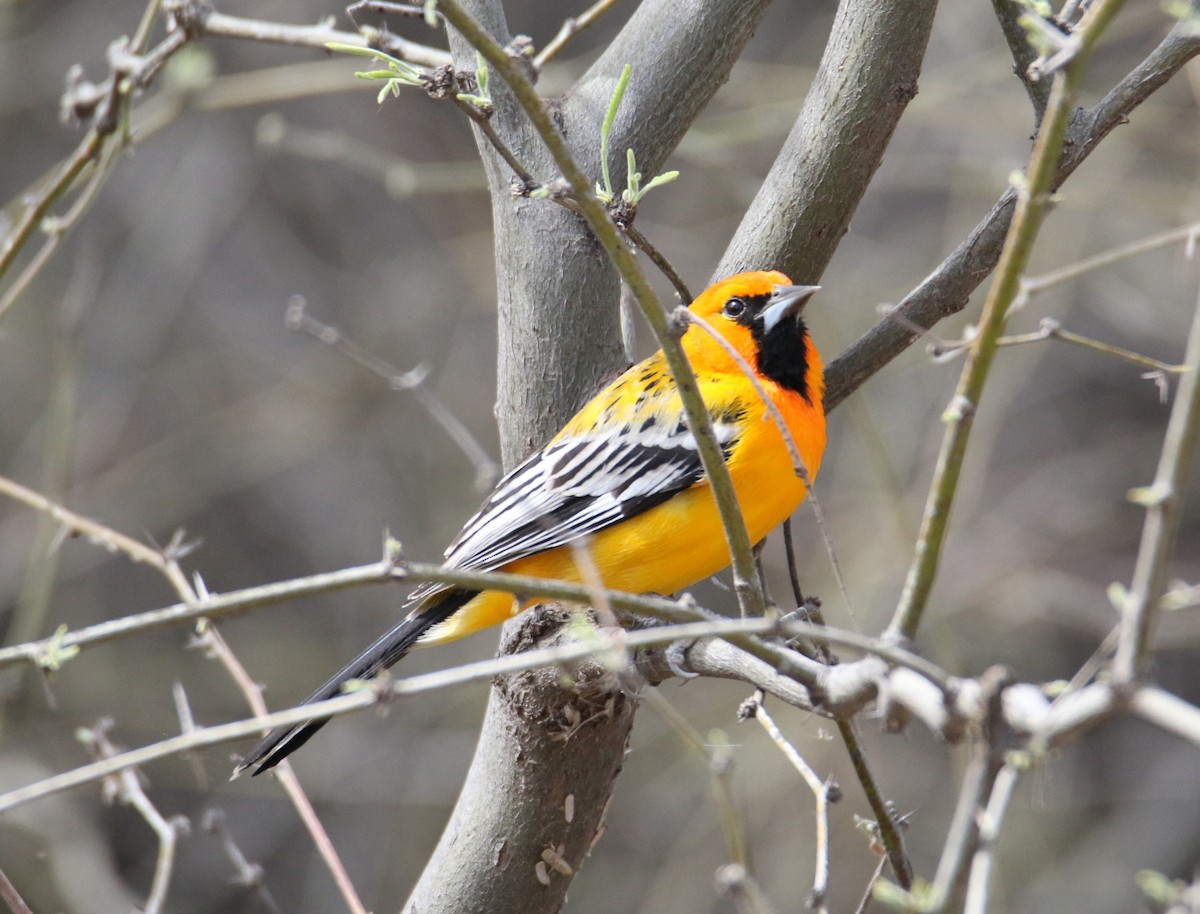 Streak-backed Oriole - John Ward