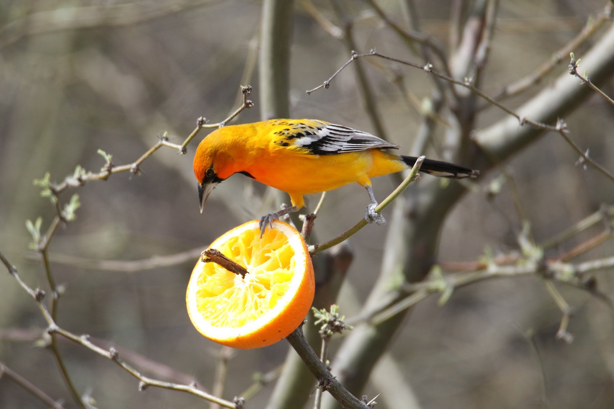 Streak-backed Oriole - John Ward