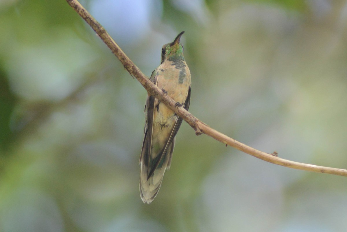 Colibrí Guainumbí - ML616373744