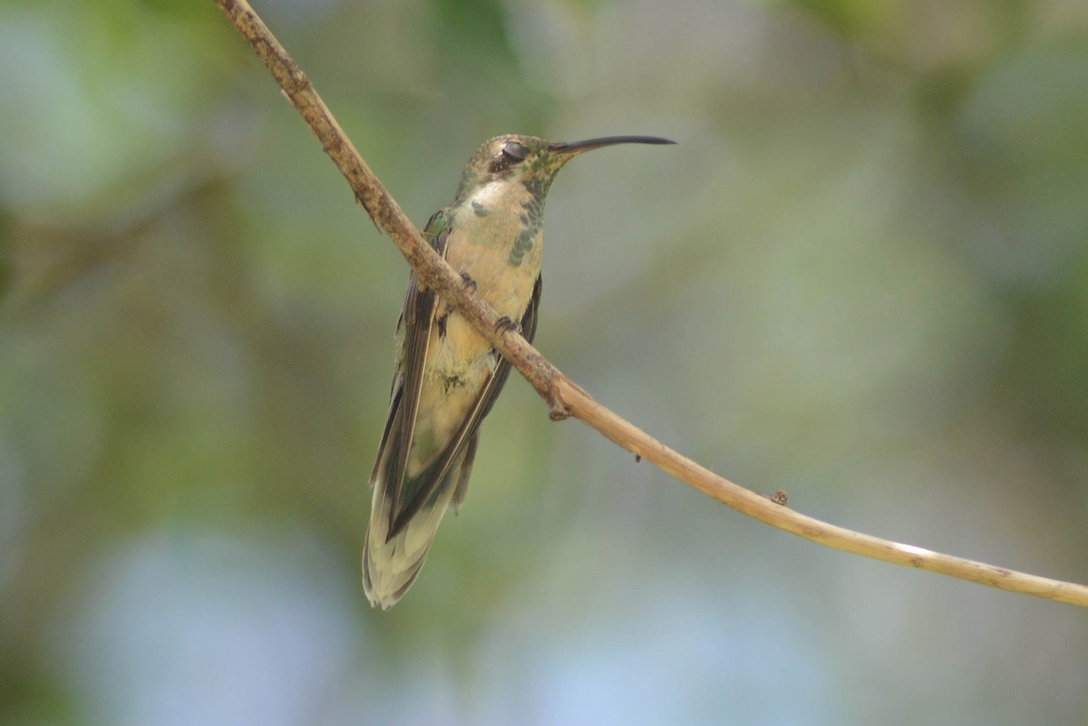 Colibri guaïnumbi - ML616373746