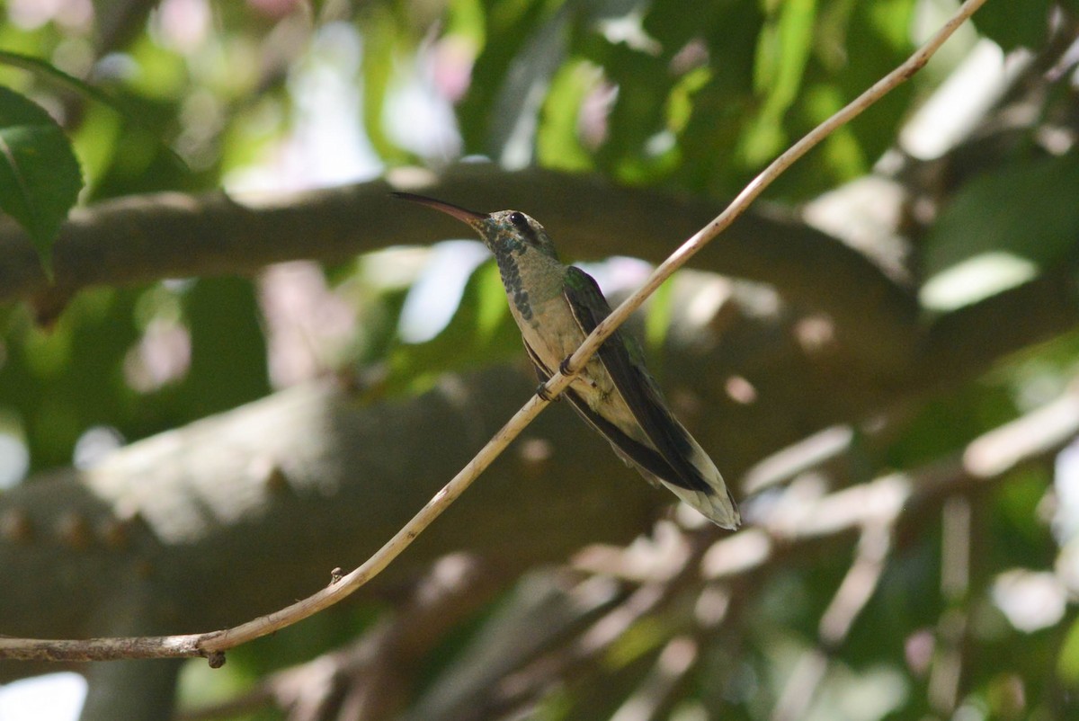 Colibri guaïnumbi - ML616373754