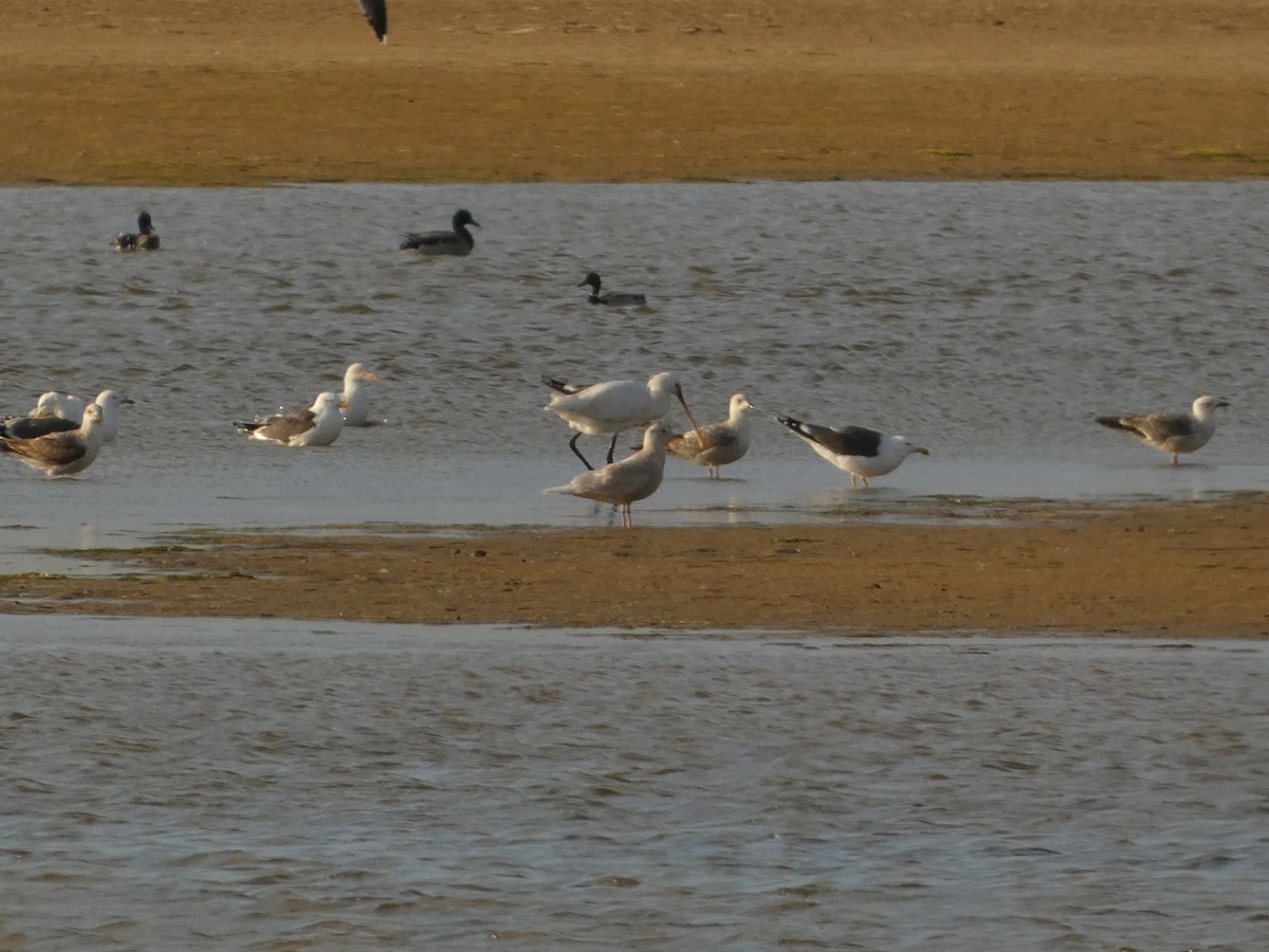 Iceland Gull (glaucoides) - ML616373766