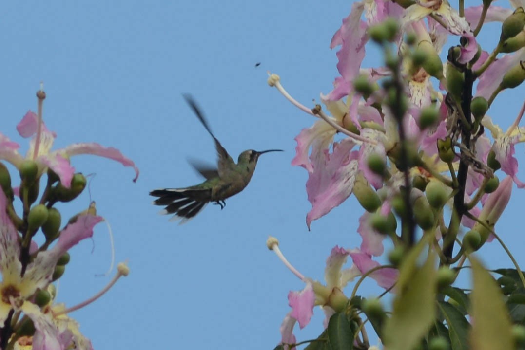 Colibri guaïnumbi - ML616373769