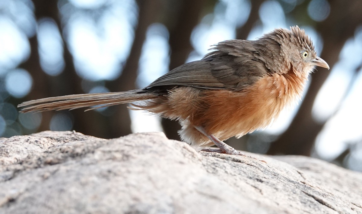 Rufous Chatterer - ML616373773