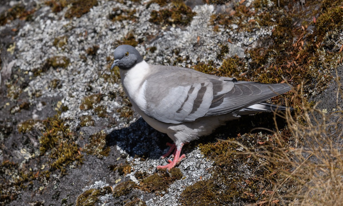 Snow Pigeon - ML616373790