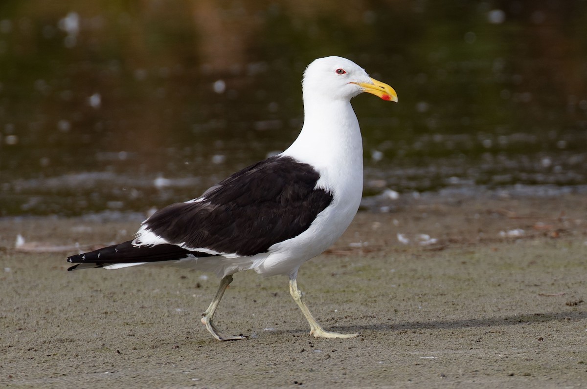 Kelp Gull - ML616373805