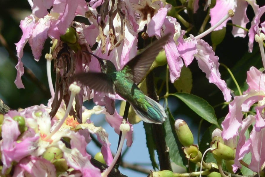 Colibri guaïnumbi - ML616373808