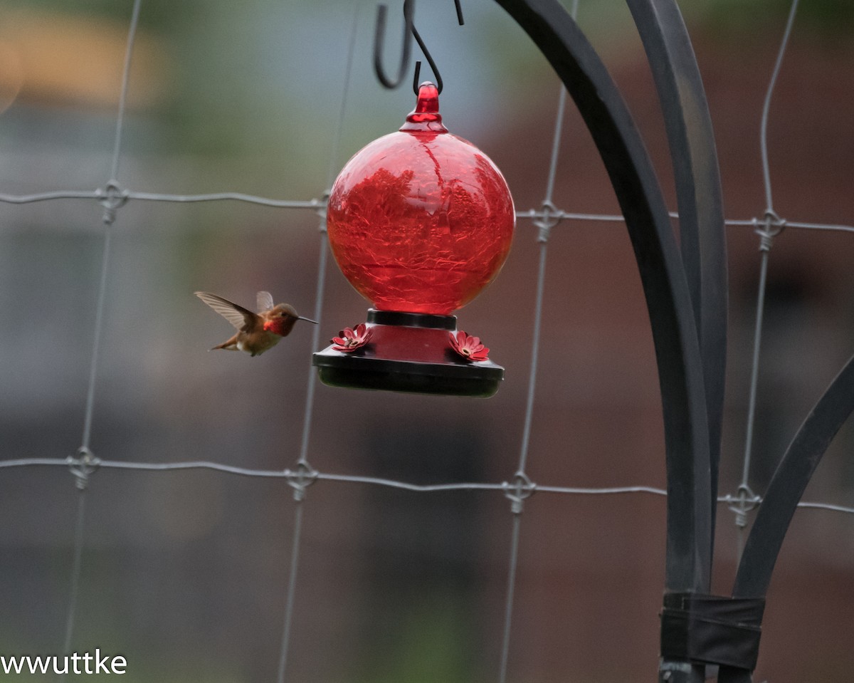 Rufous Hummingbird - ML61637381