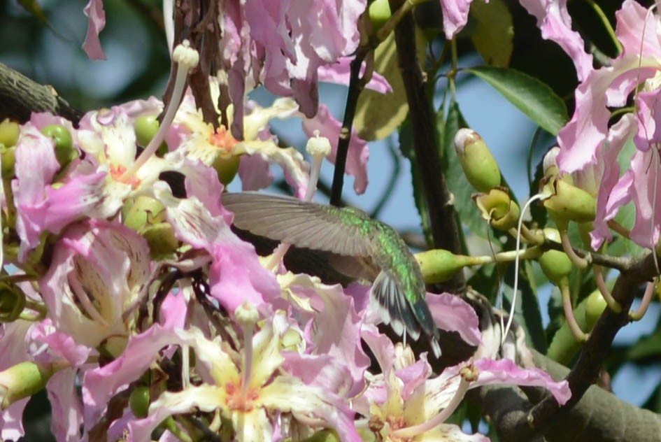 Colibri guaïnumbi - ML616373810