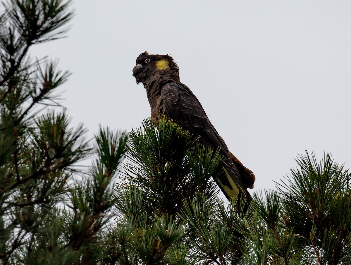 Yellow-tailed Black-Cockatoo - ML616373836