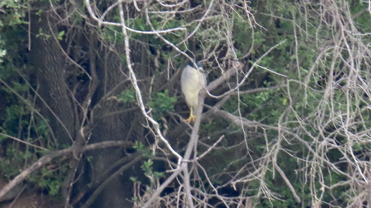 Black-crowned Night Heron - ML616373847