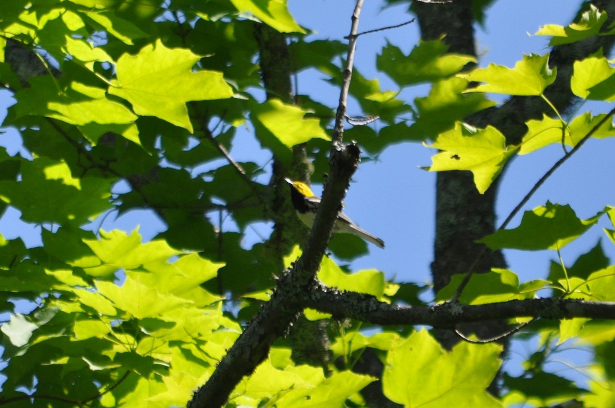 Black-throated Green Warbler - 🦜 Daniel Correia 🦜