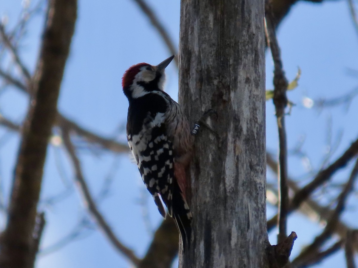 White-backed Woodpecker - Henrik Virking