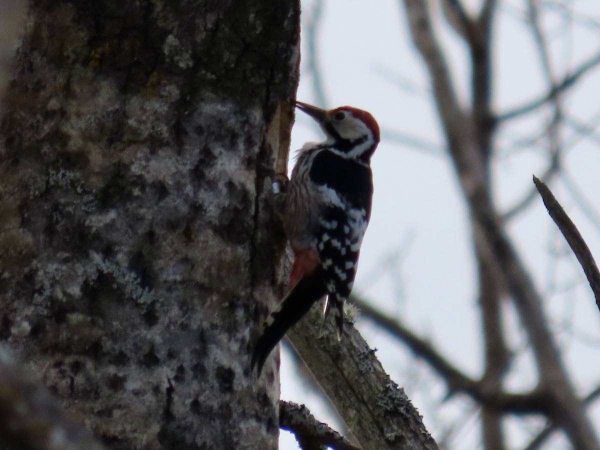 White-backed Woodpecker - Henrik Virking