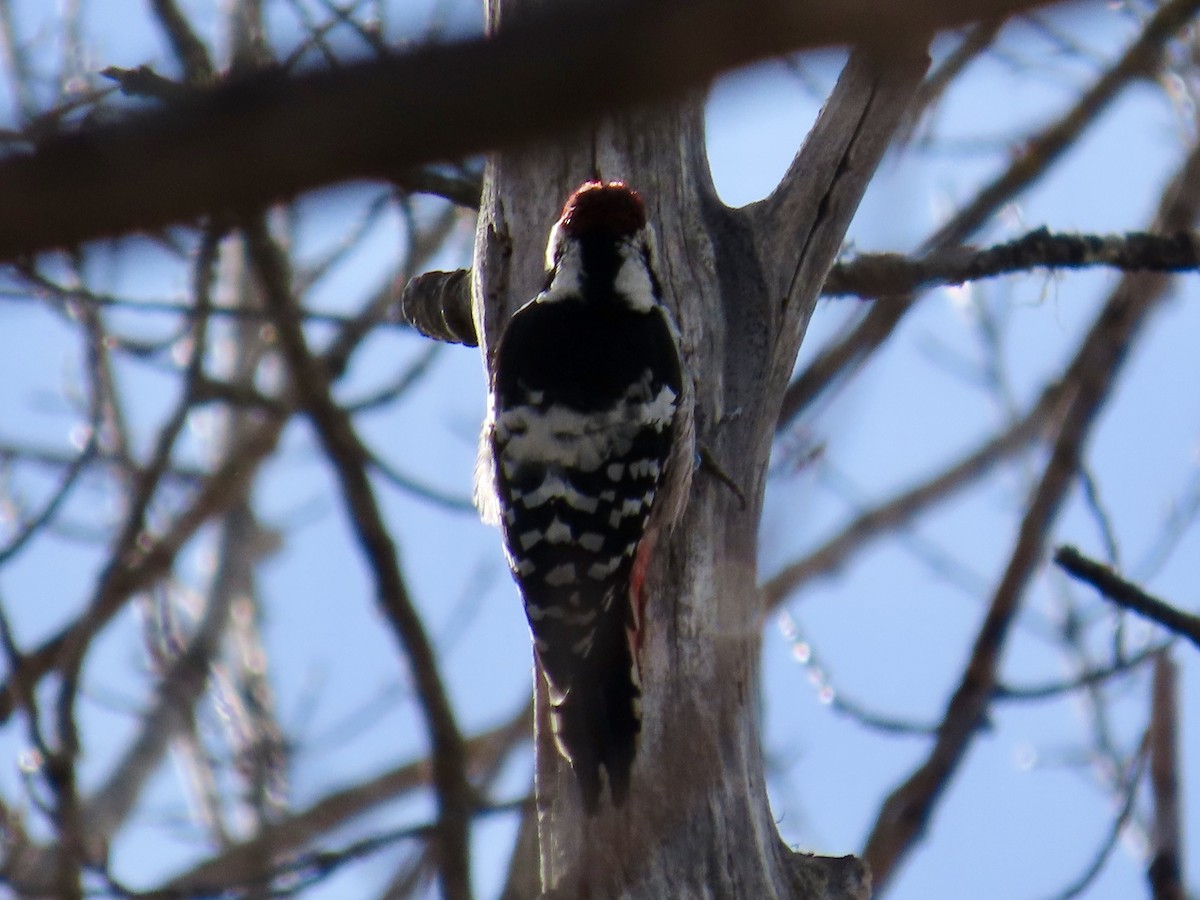 White-backed Woodpecker - Henrik Virking