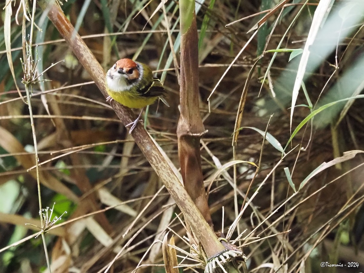 Rufous-crowned Tody-Flycatcher - Rafael Campos-Ramírez