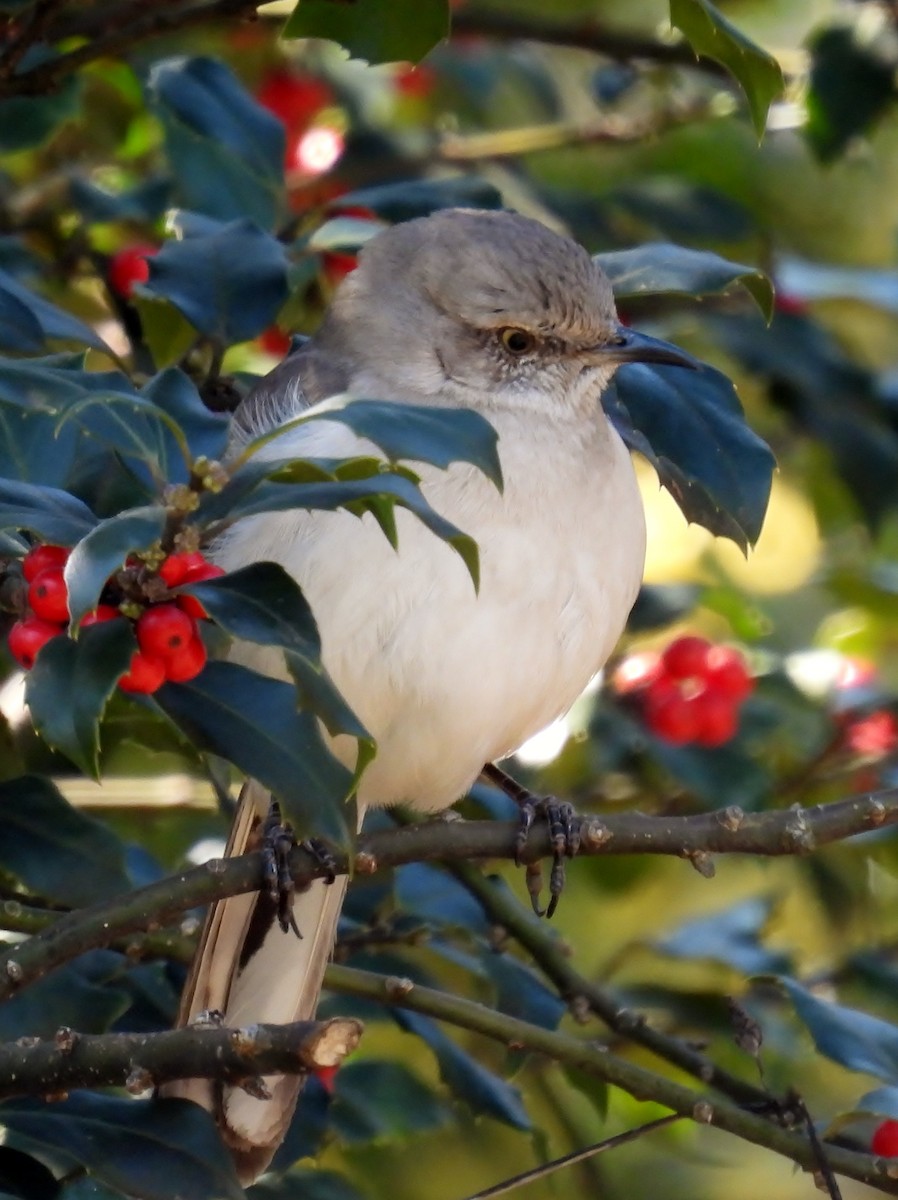 Northern Mockingbird - ML616373908