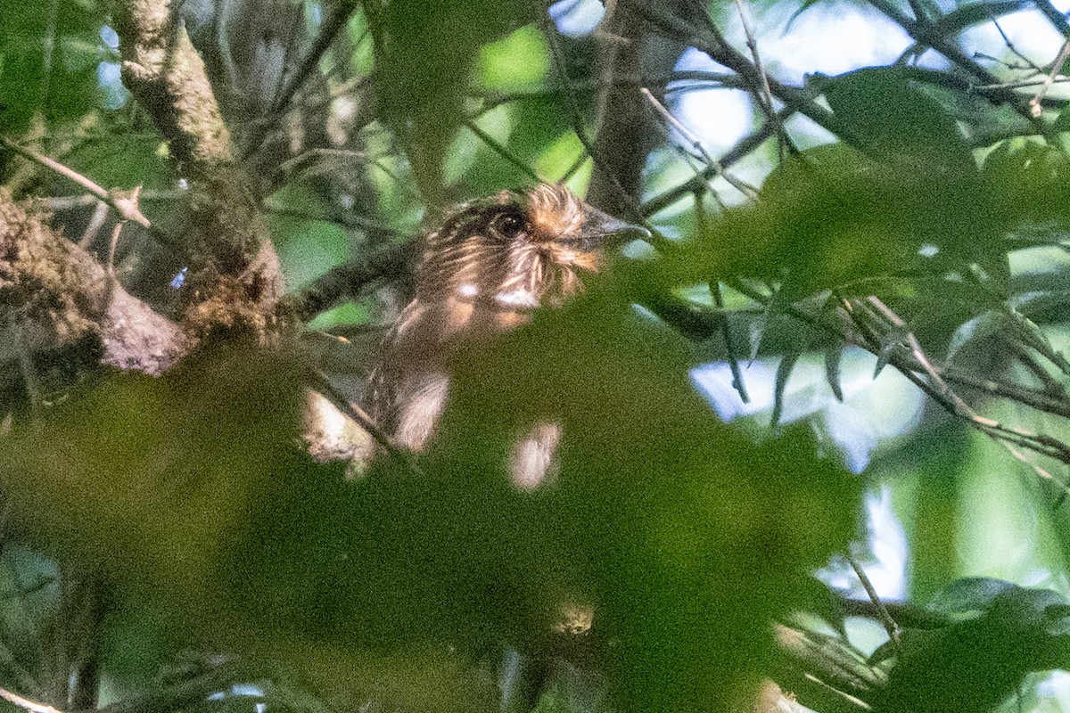 Crescent-chested Puffbird - Ted Kavanagh