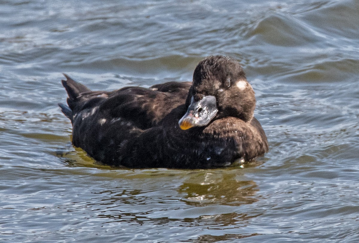 Surf Scoter - ML616373967