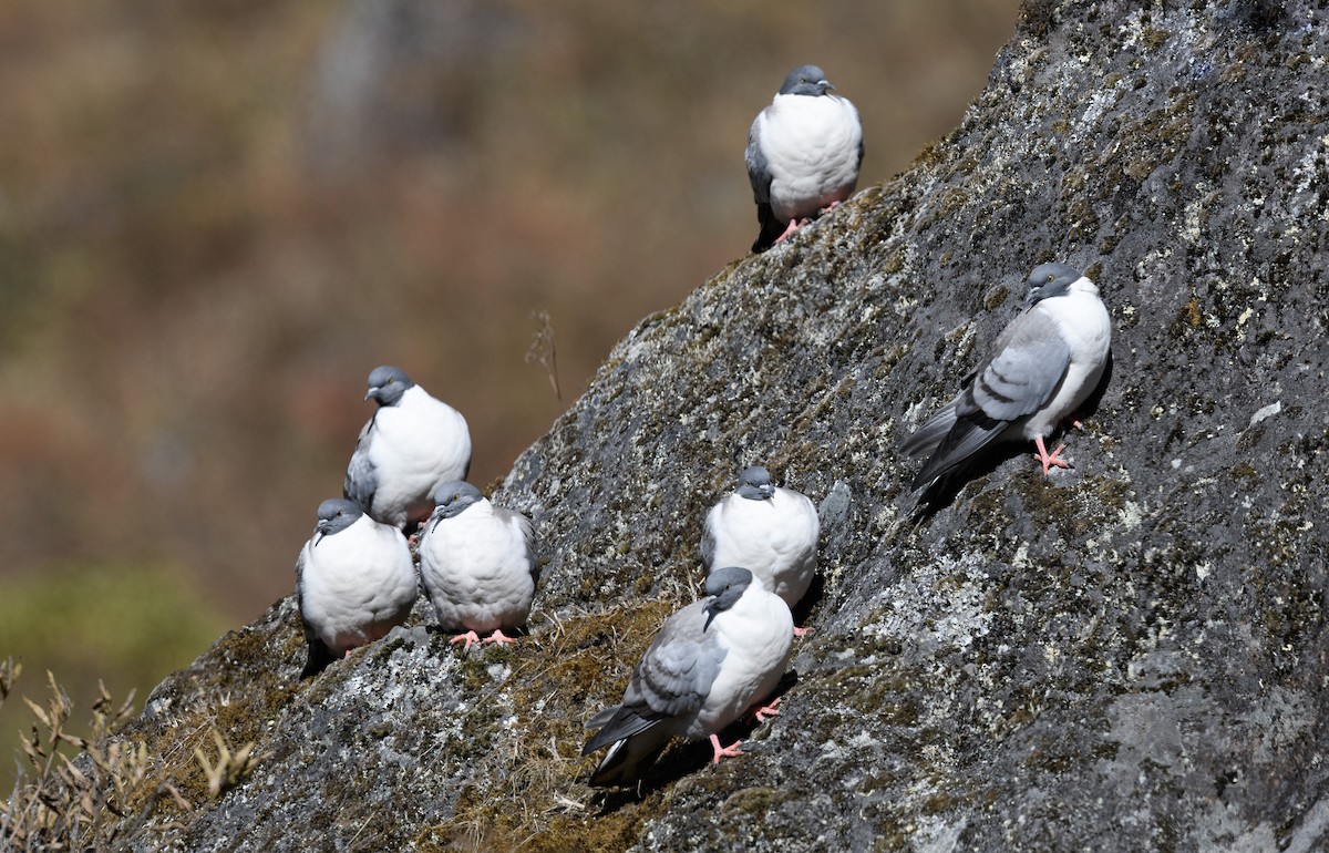 Pigeon des neiges - ML616373990