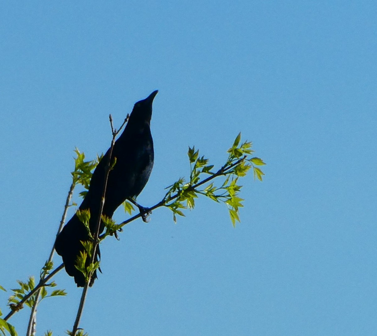 Great-tailed Grackle - ML616373992