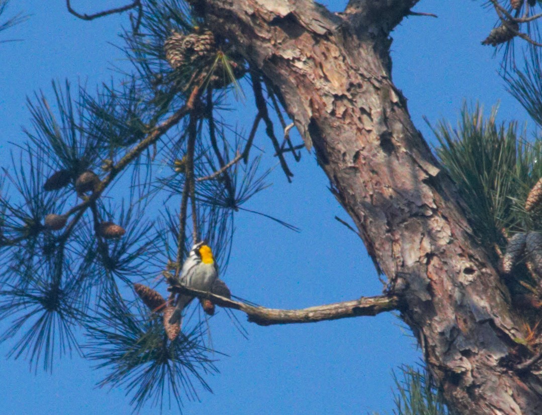 Yellow-throated Warbler - ML616374015